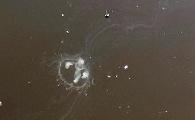 Invazīva saldūdens medūza Craspedacusta sowerbii