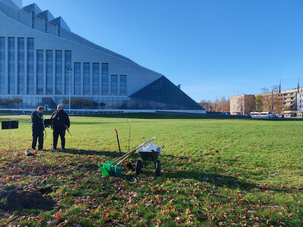 Pie Latvijas Nacionālās bibliotēkas stāda Glika ozolu.