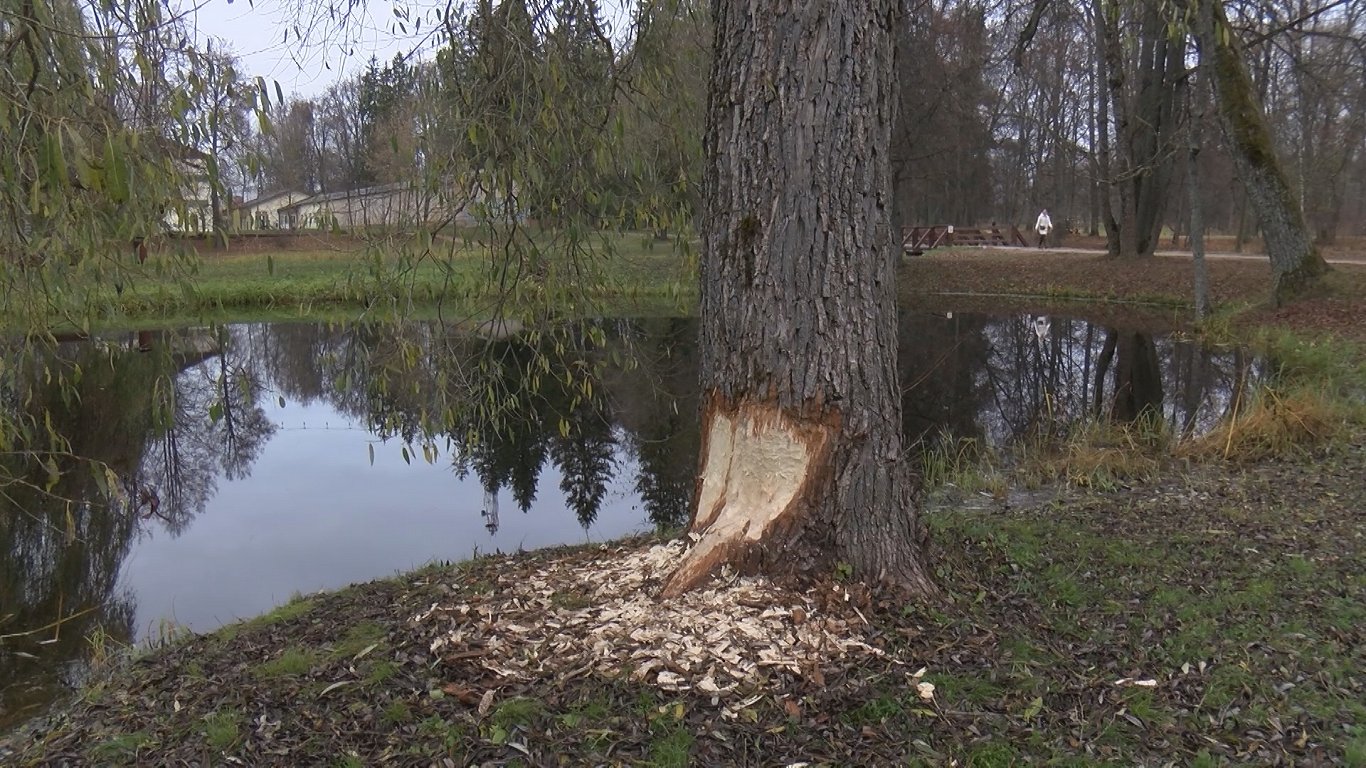 Preiļu parkā bebru sagrauztais koks