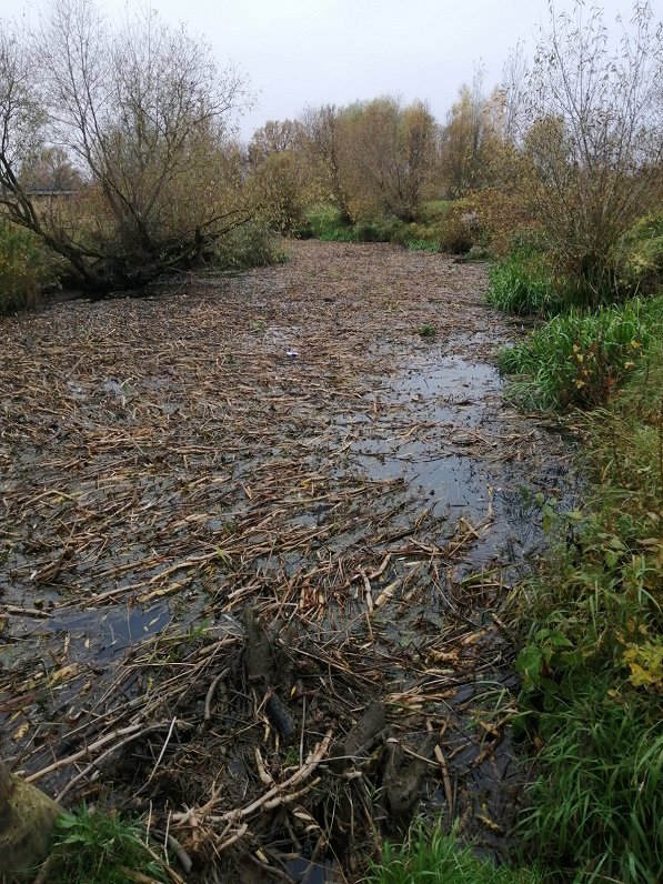 Jelgavā ar nopļautiem ūdensaugiem piesārņota Platones upe