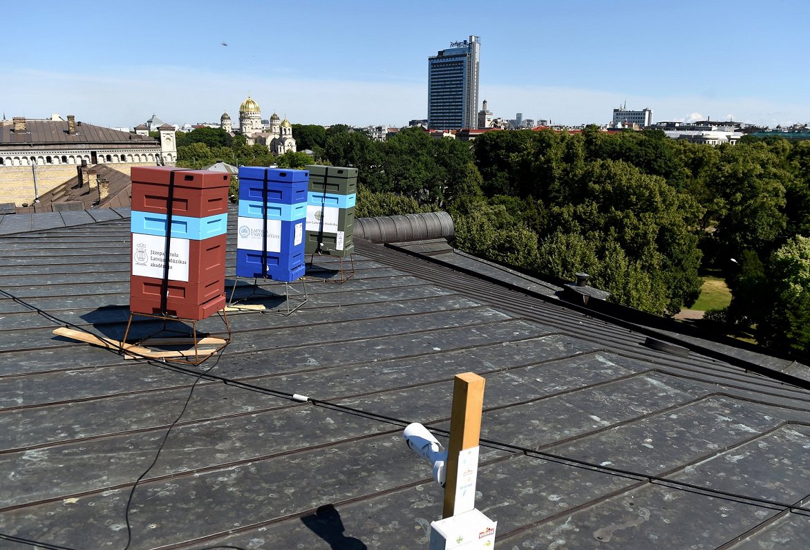 Bišu stropi uz Rīgas Latviešu biedrības nama jumta