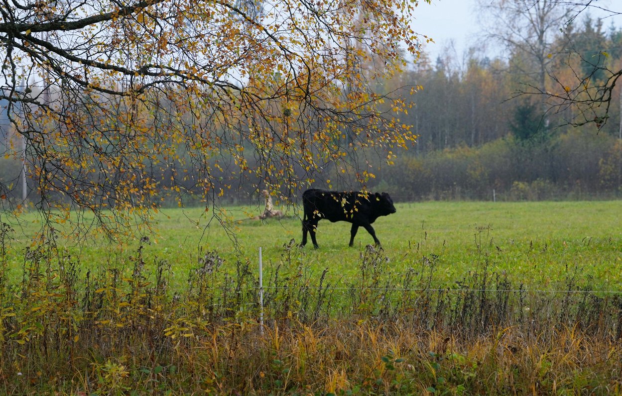 Govs rudens ainavā.
