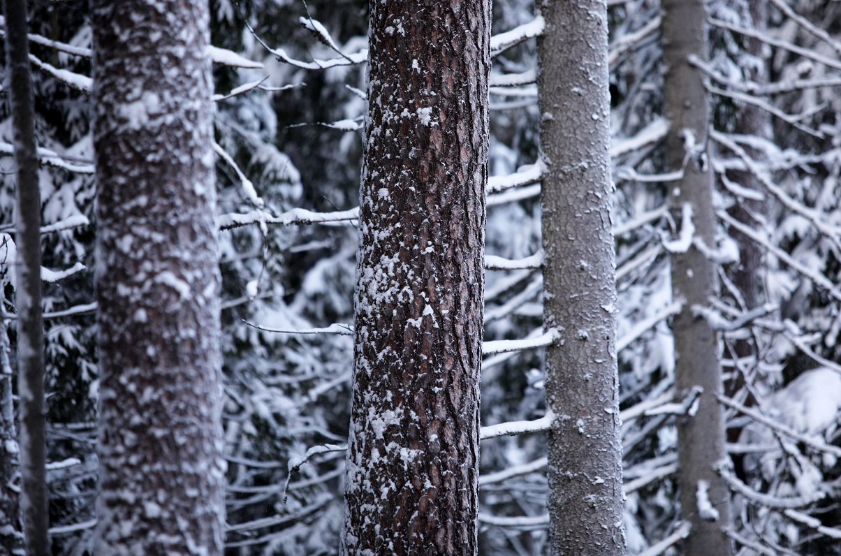 Mežs ziemā.
