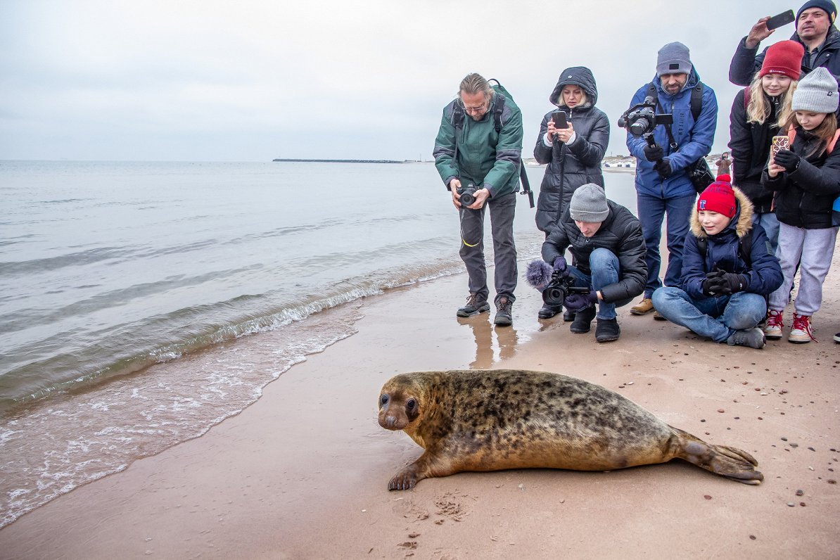 Ventspilī Baltijas jūrā veiksmīgi atlaists ronis Arnoldiņš