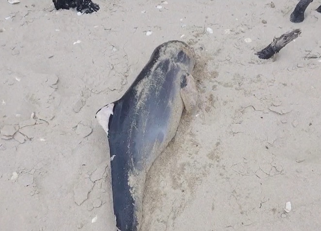 A causa della guerra, i delfini del Mar Nero stanno morendo in Ucraina / Articolo