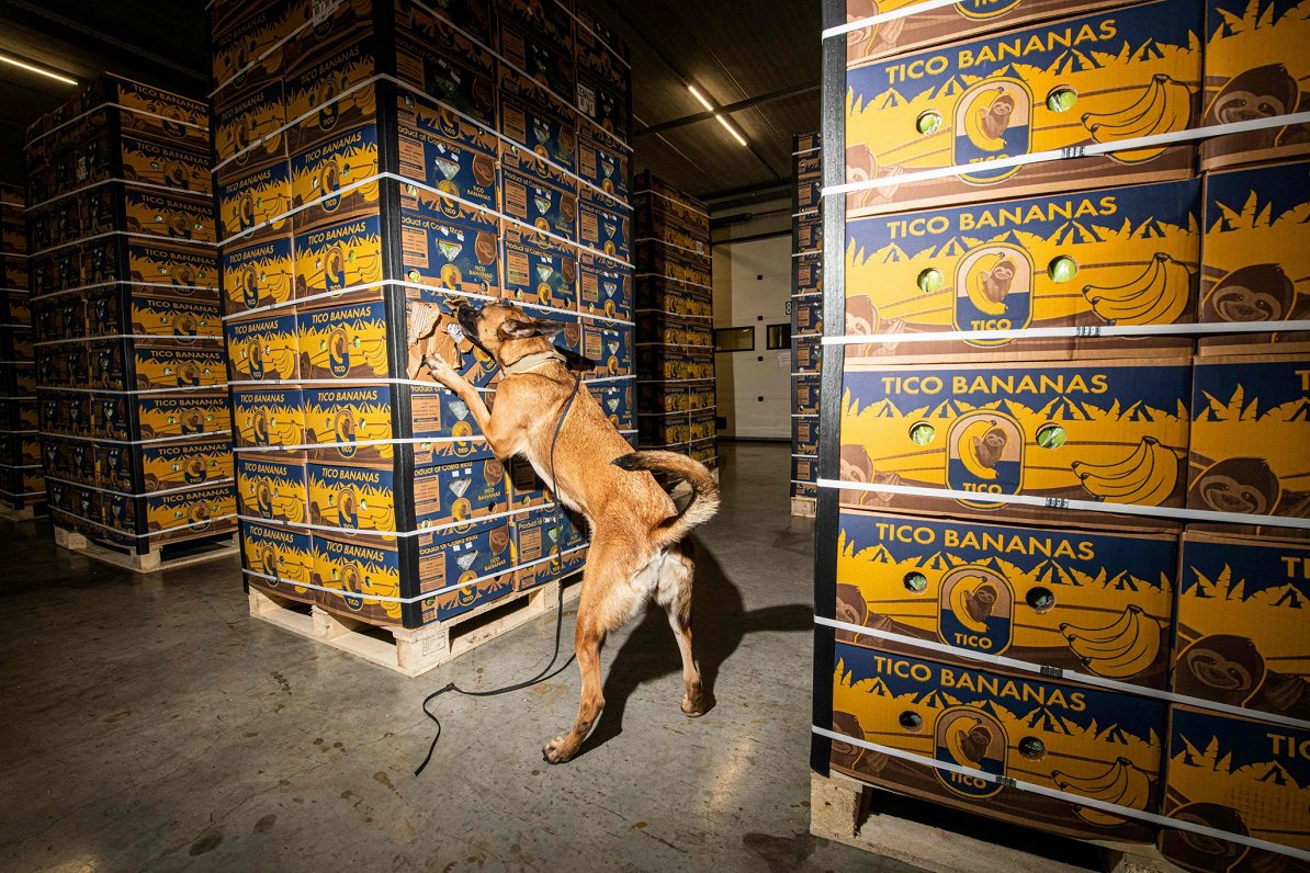 Beļģijas policijas suns pārbauda banānu kravu. Antverpenes osta ir viens no galvenajiem kanāliem, pa...