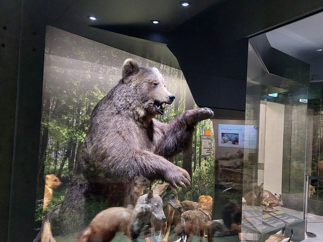 Izstāde par lāčiem dabas muzejā