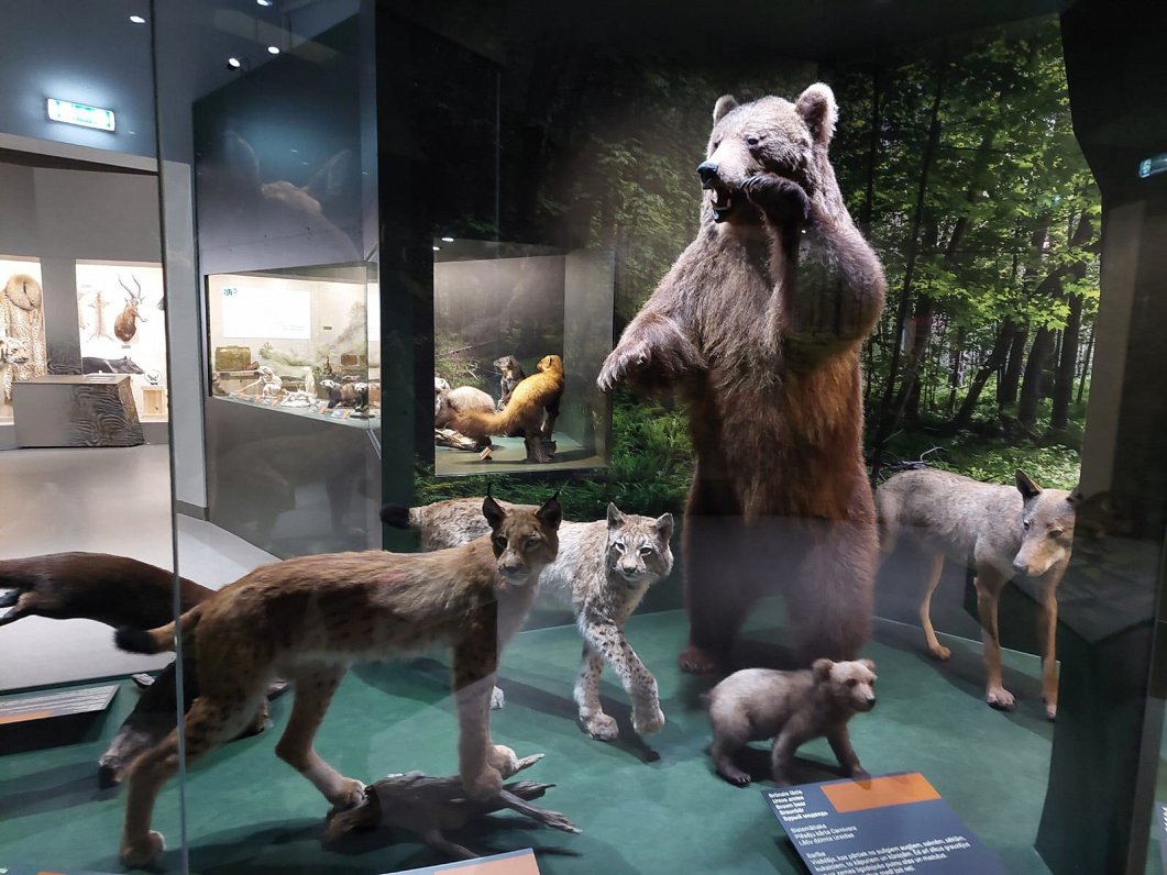 Izstāde par lāčiem dabas muzejā