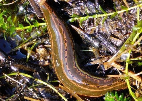 Leech sucks on to the title of invertebrate of the year in Latvia