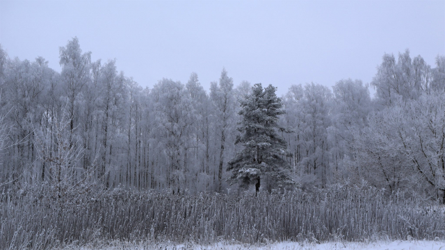 Dažviet Latvijā sestdien gaidāma stipra snigšana