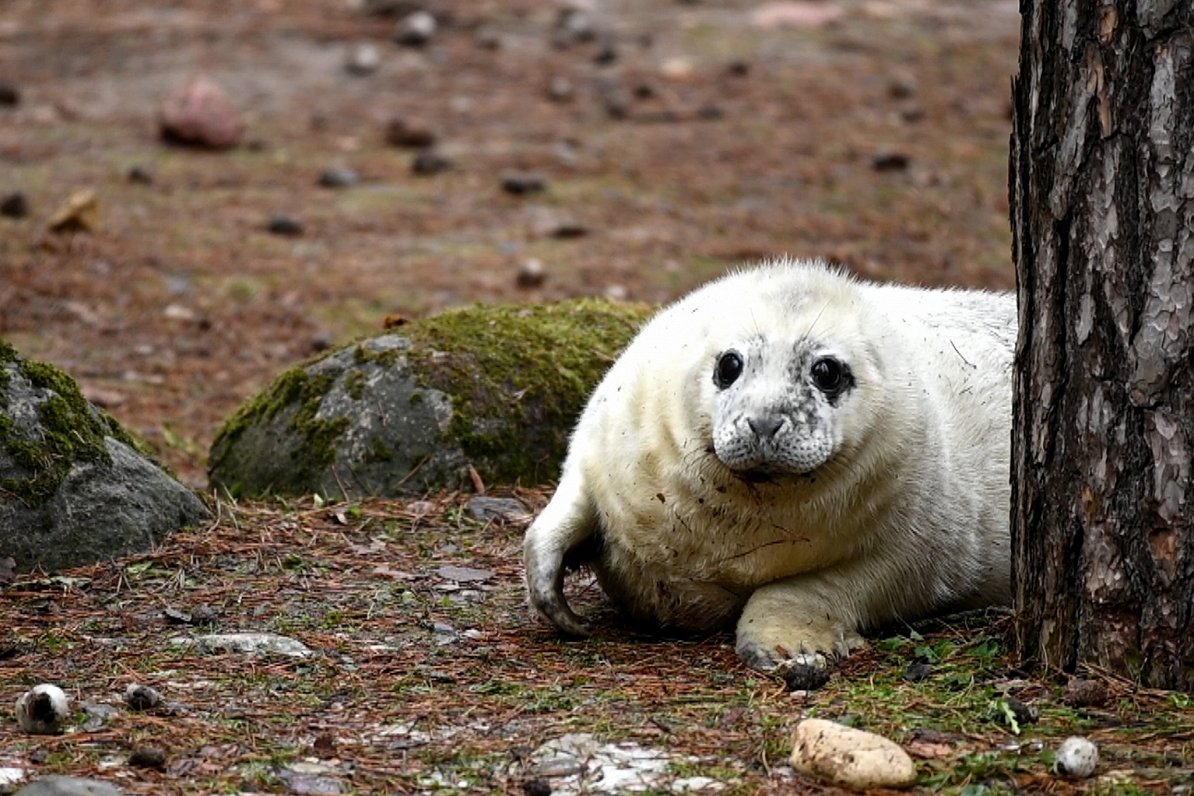 Тюлененок в Рижском зоопарке
