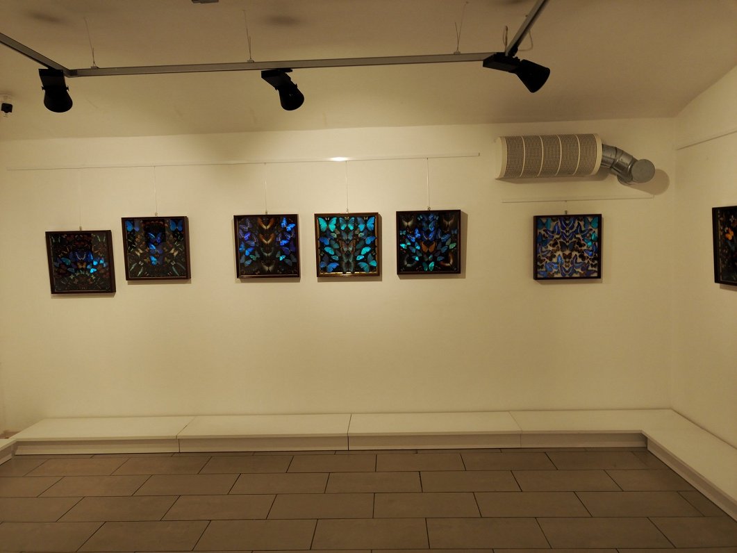 Выставка бабочек Валерия Стрелкова в Риге