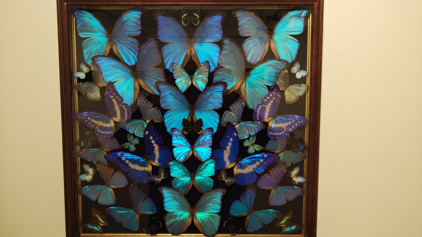 Выставка бабочек Валерия Стрелкова в Риге