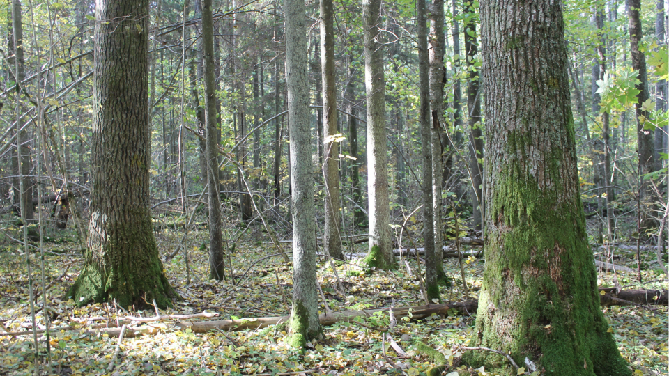 No mežsaimniecības Latvijā ir tieši atkarīgas vismaz 40 000 darbavietu / Raksts