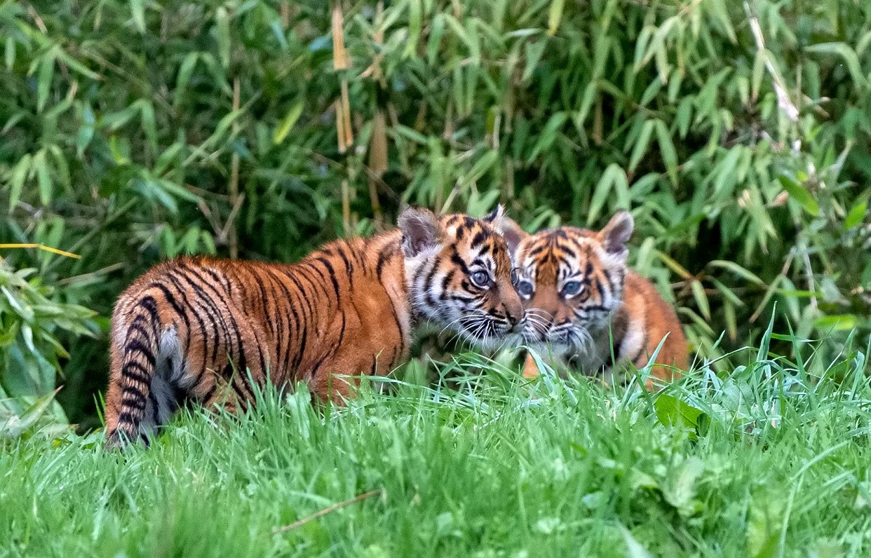 Reti Sumatras tīģeru mazuļi Lielbritānijas zoodārzā