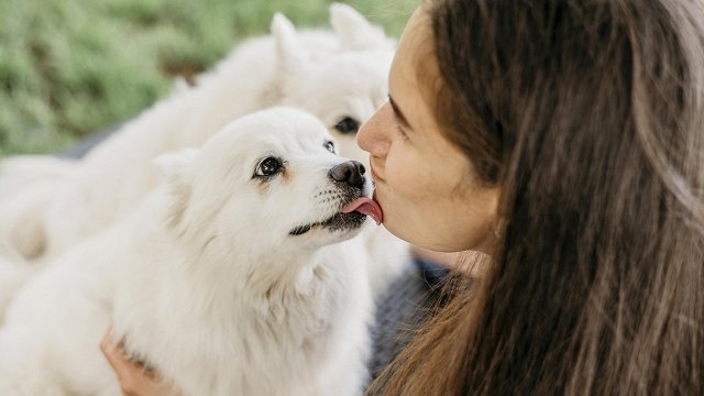 Suns laiza saimniekam seju – vai tas nav kaitīgi veselībai?