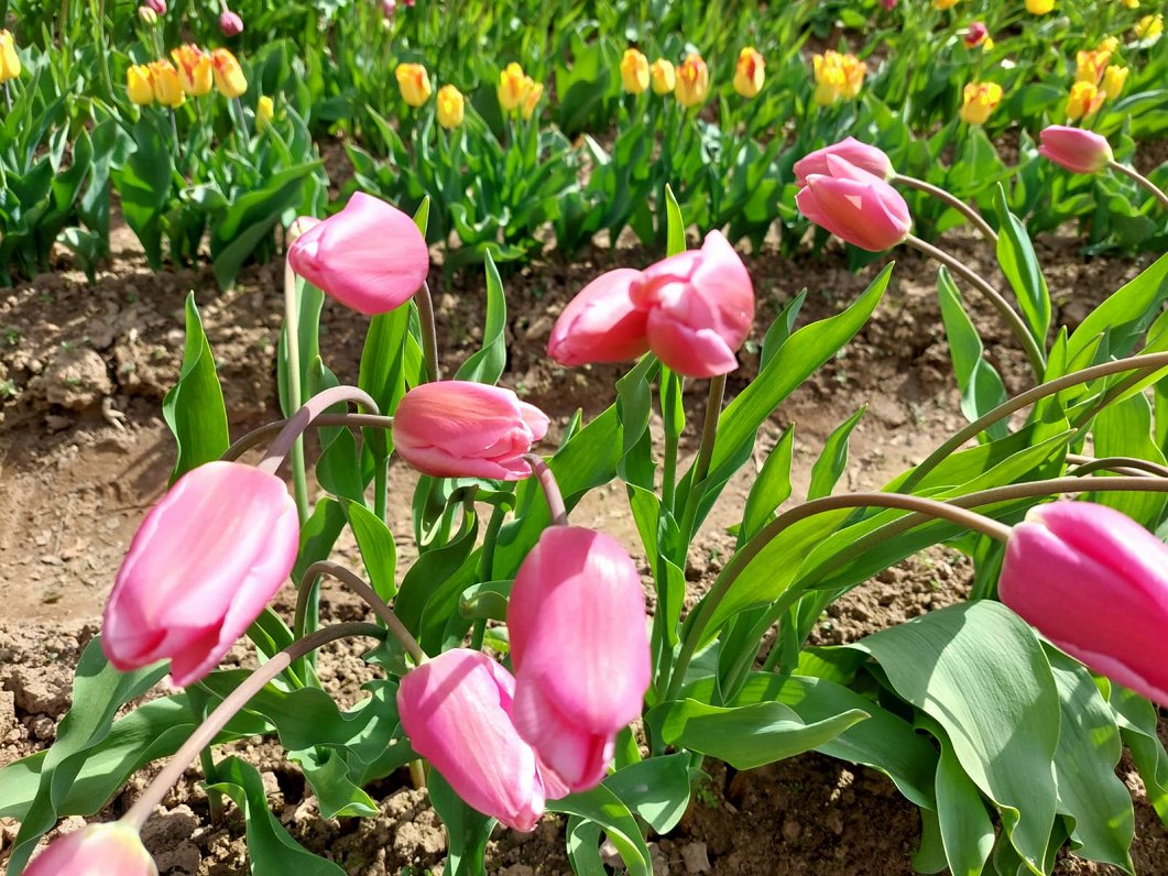 Ziedu audzētavā &quot;Daugmales peonijas&quot; zied tulpes
