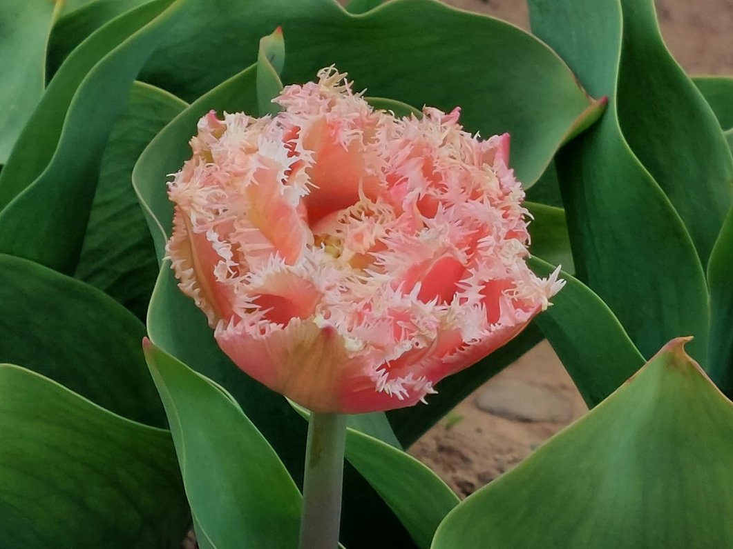 Ziedu audzētavā &quot;Daugmales peonijas&quot; zied tulpes