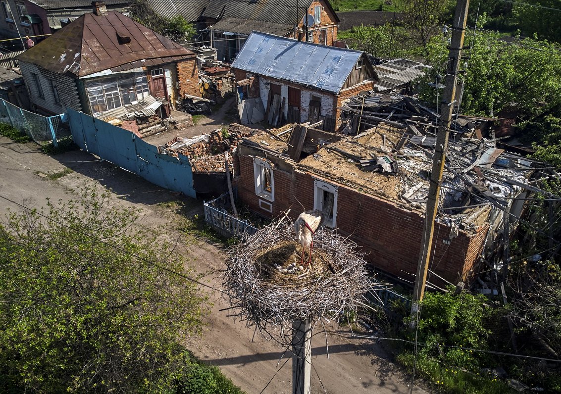 Аист над разрушенными домами. Украина, Харьковская область. 14.05.2023