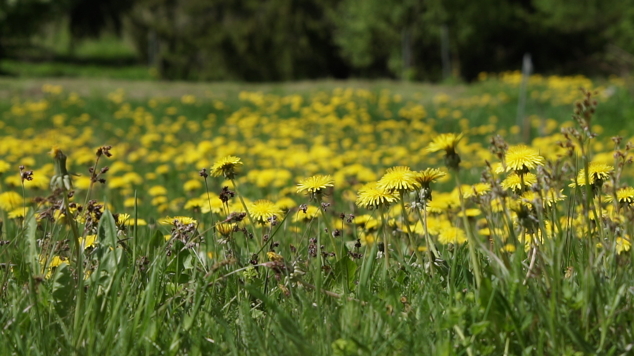 Daudzas iepriekš zaļās pļavas uz zināmu periodu maijā top uzkrītoši dzeltenzaļas, jo koši zied piene...