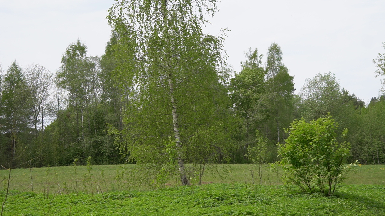 Lapu koku un krūmu audzēs pagaidām dominē gaiši  zaļā krāsa.