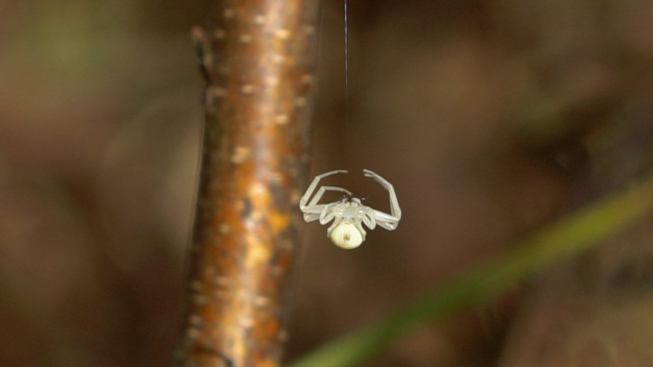 Skaita un daudzveidības ziņā otro vietu no ieraugāmajiem sauszemes dzīvniekiem ieņem zirnekļveidīgie...
