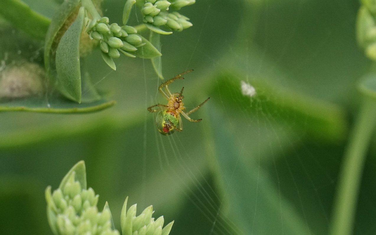 Skaita un daudzveidības ziņā otro vietu no ieraugāmajiem sauszemes dzīvniekiem ieņem zirnekļveidīgie...