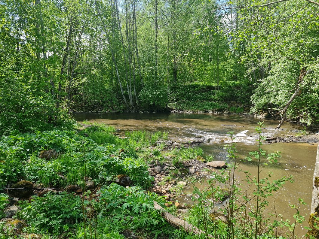Alūksnes upe pie Bejas ciemata, 2023.gada maijs