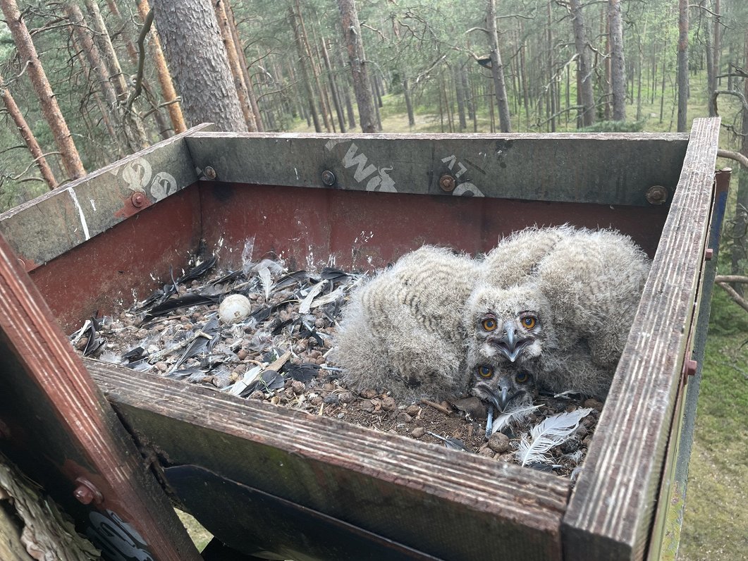 Latvijas mežos mazuļus audzē apdraudētā pūce / raksts