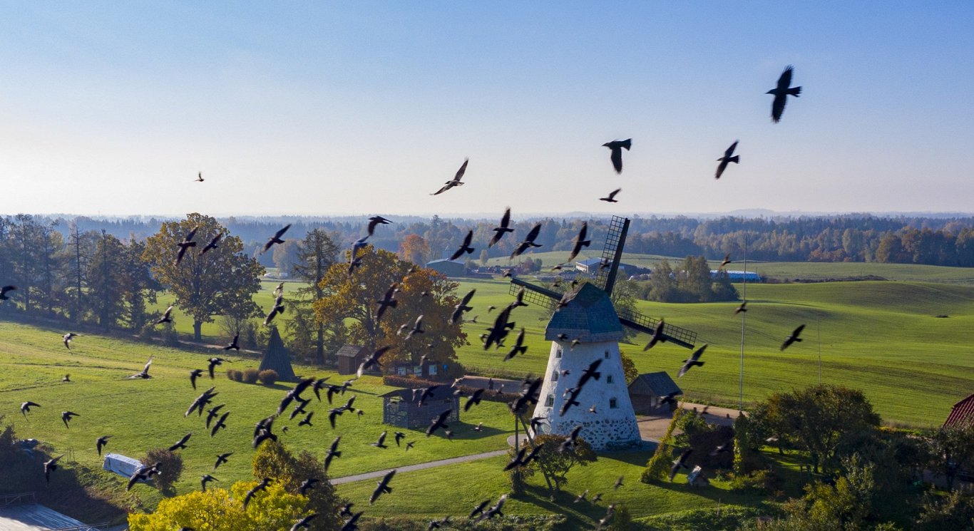 Putni virs Latvijas laukiem