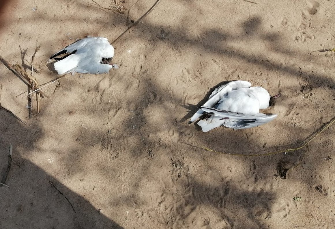 Мертвые чайки на острове на Даугаве. Краслава