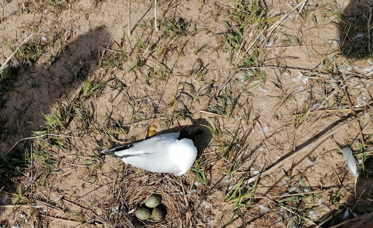 Мертвая чайка на острове на Даугаве. Иллюстрация