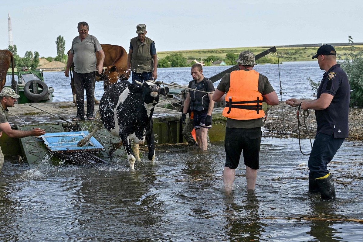 2023. gada 9. jūnijs. No applūdušā Afanasijivkas ciema Mikolajivas apgabalā tiek evakuētas govis.