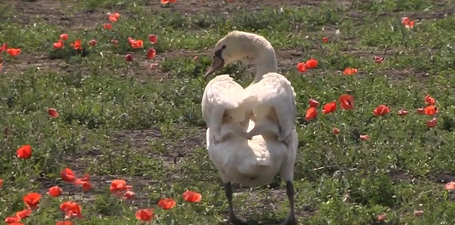https://baltics.news/2023/06/11/in-slovakia-swans-became-drug-addicts-after-feasting-in-a-poppy-field/