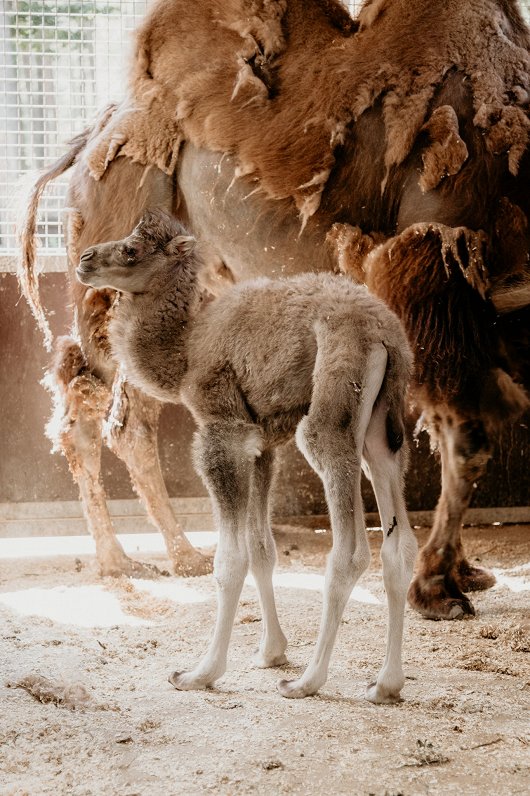Rīgas zooloģiskā dārza kamieļi