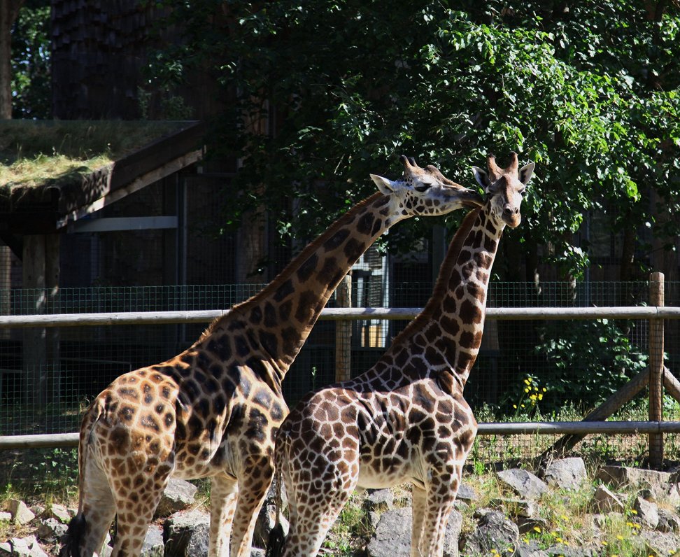 Жирафы Вакилия и Чак в Рижском зоопарке