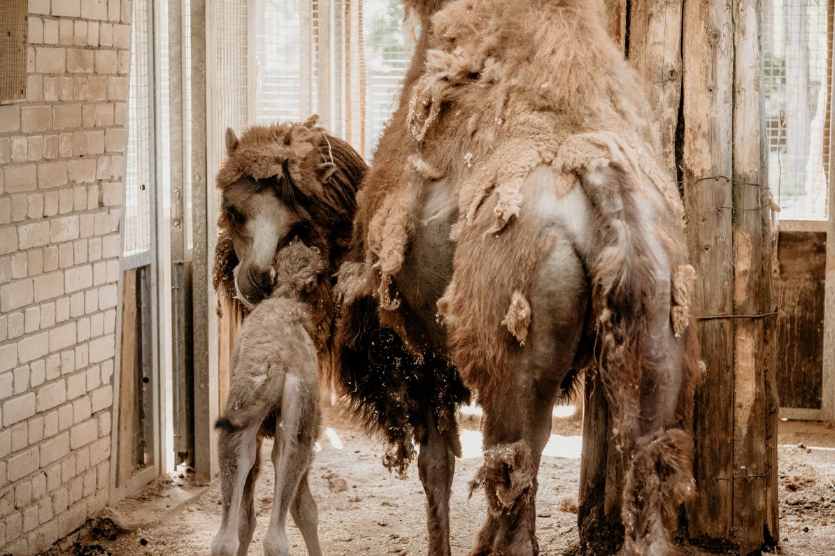 Верблюды в Рижском зоопарке