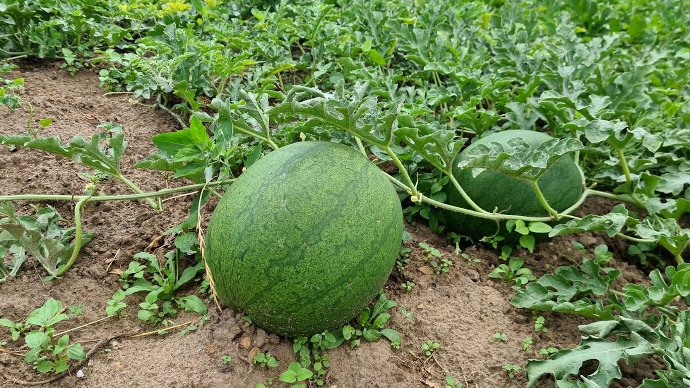 Arbūzi un melones iecienīti audzētāju dārzos un laukos arī Latvijā