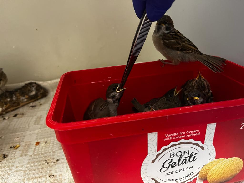 Savvaļas putnu palīdzības biedrības &quot;Drauga spārns&quot; putnu rehabilitācijas centrā