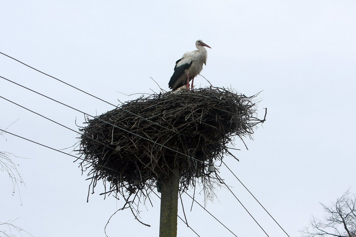 Гнездо белого аиста. Иллюстративное фото