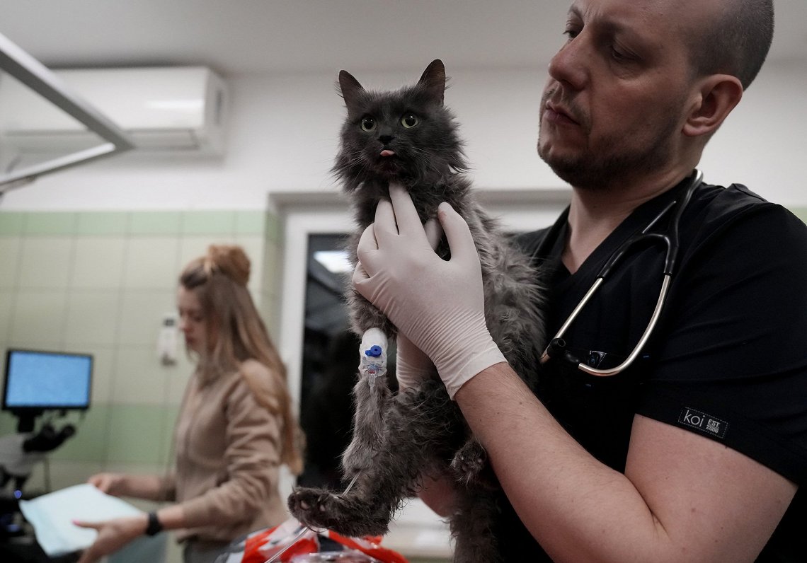 Kaķis pie veterinārārsta. Ilustratīvs attēls