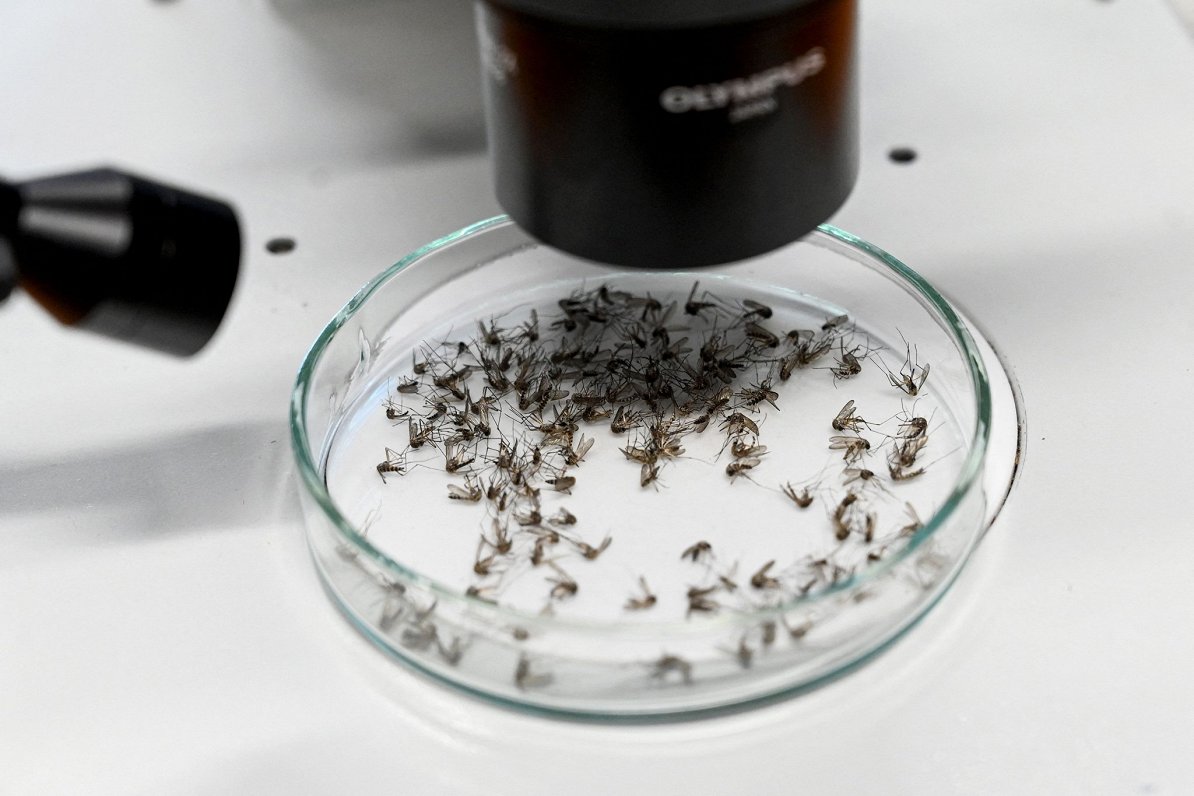 Eiropā arvien vairāk izplatās bīstamas odu sugas