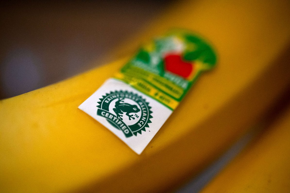 &quot;Rainforest Alliance&quot; logo uz banāna. Ilustratīvs attēls