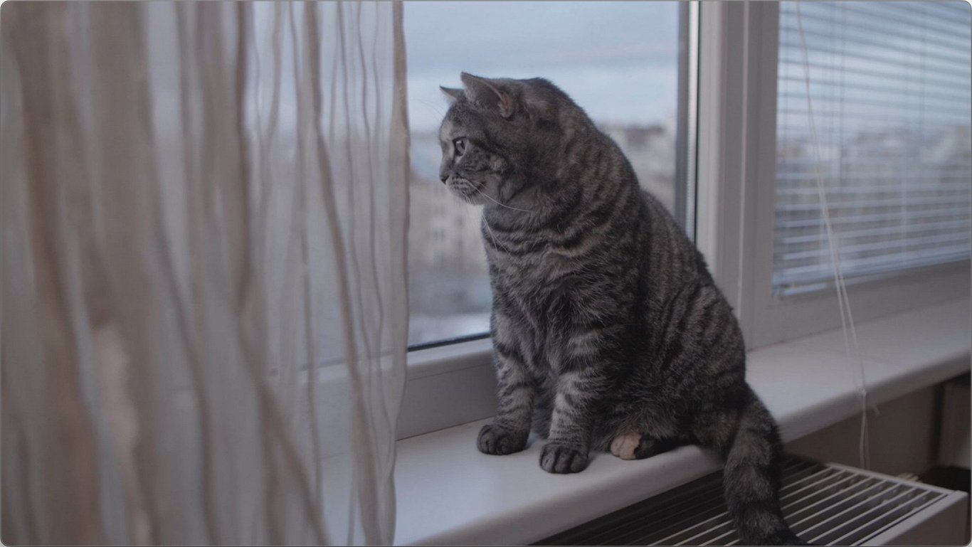 Открытое окно для кошки опасно. Как защитить питомца — советы специалиста /  Статья