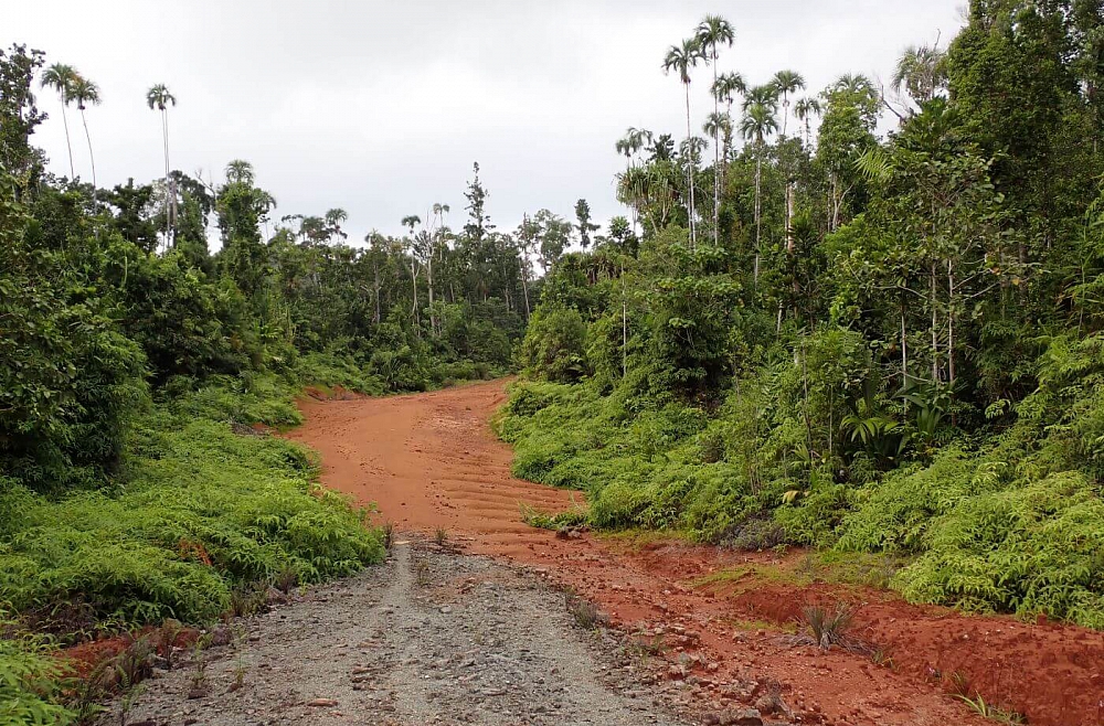 Mežistrādes kompāniju ierīkotais ceļš lietusmežā