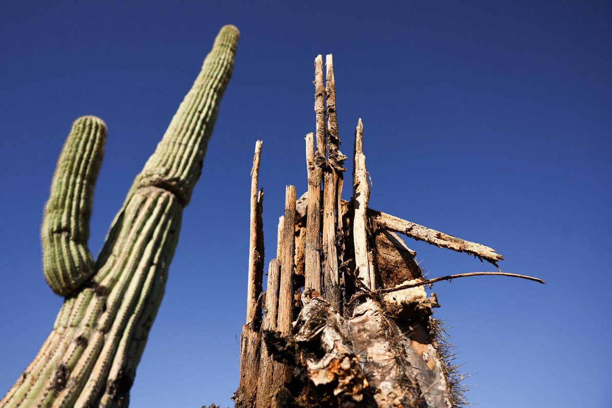 Saguaro kaktuss Arizonas štatā ASV
