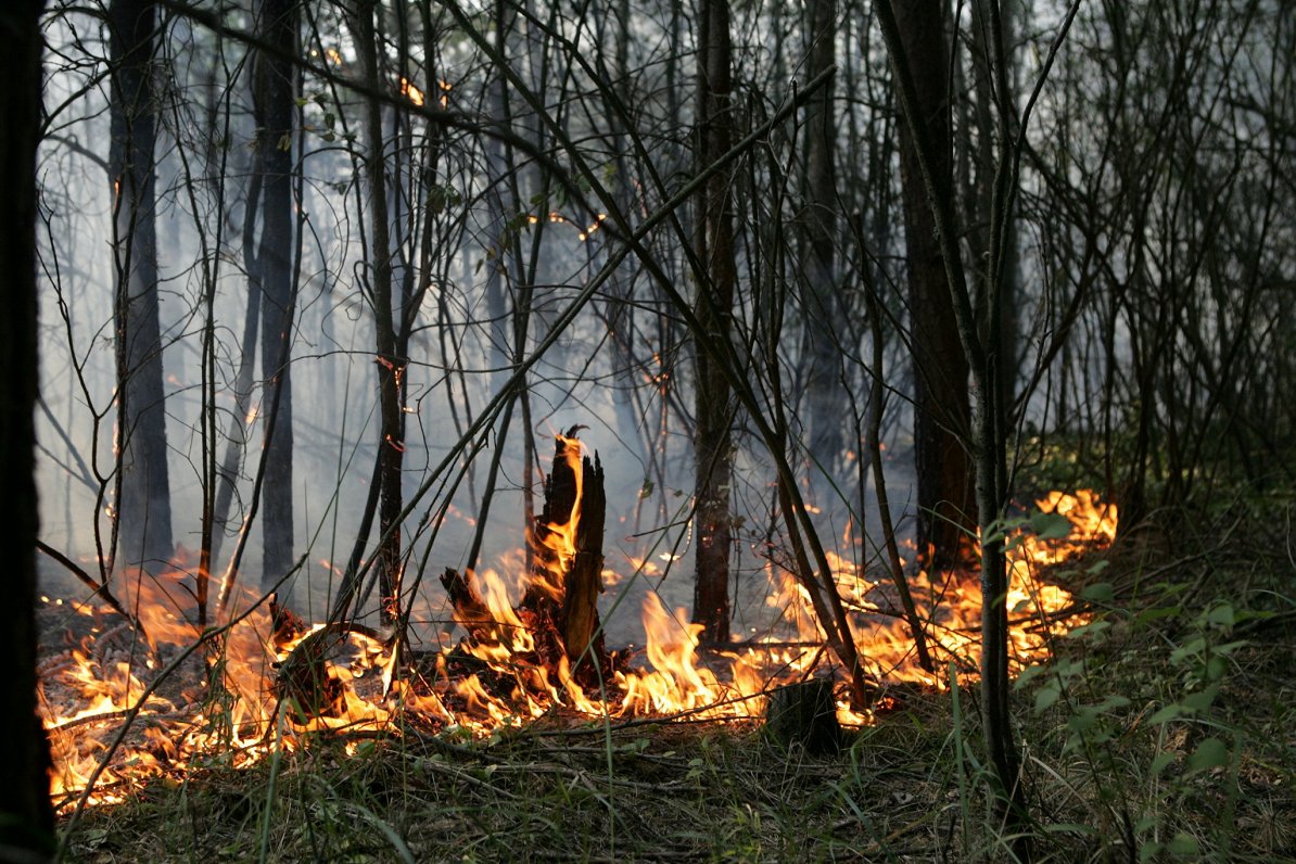 Meža ugunsgrēks. Ilustratīvs foto