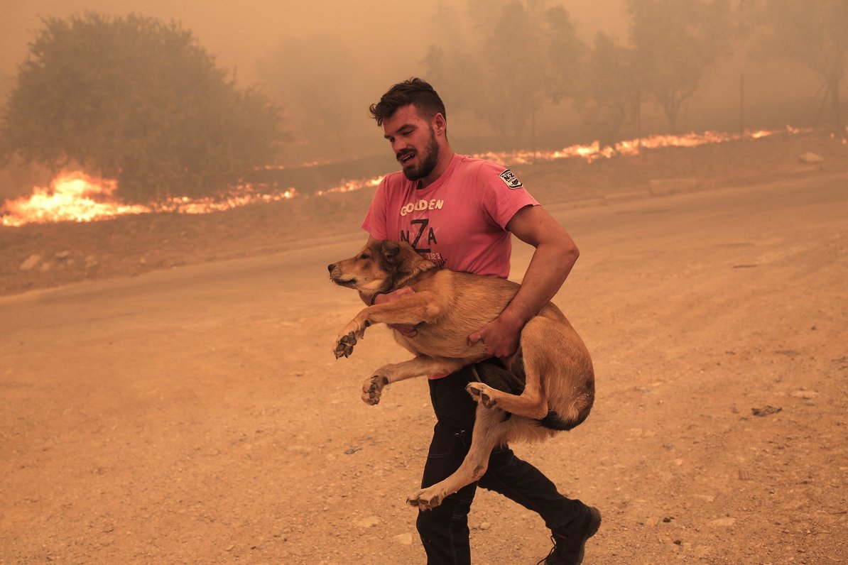 Zemnieks ar suni bēg no savvaļas ugunsgrēka netālu no Atēnām, Grieķijā