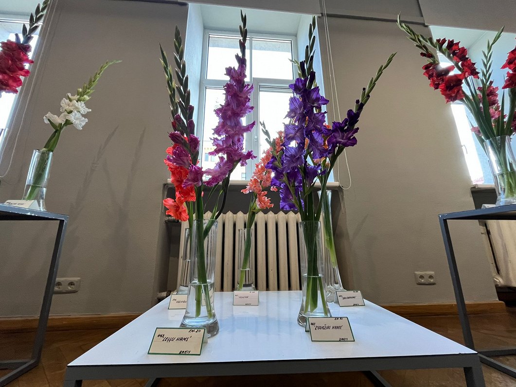 Gladiolu izstāde Dabas muzejā