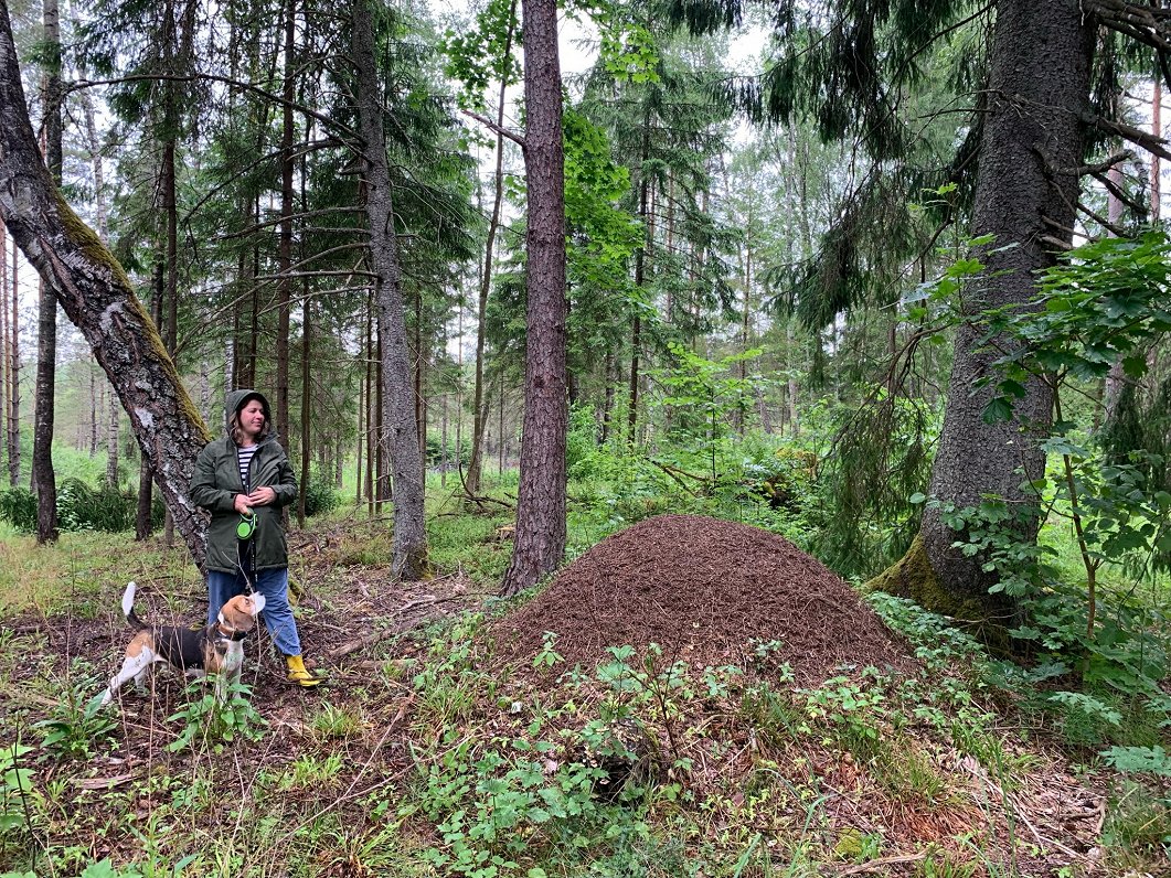 Foto iniciatīva „Meklējam Latvijā lielākos skudru pūžņus”